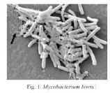 o Mycobacterium sp. o Nocardia sp. o As doenças micobacterianas são geralmente crônicas e progressivas.