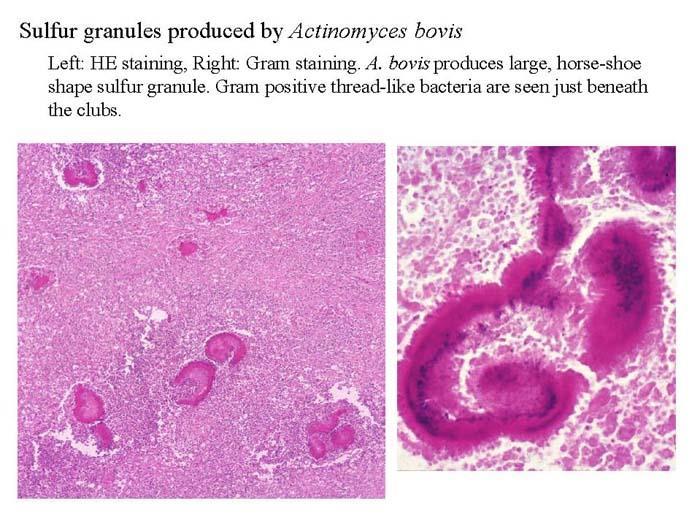 o Actinobaculum suis: cistite e pielonefrite em suínos. Bacilos Gram-positivos esporulados o Gênero Clostridium sp.
