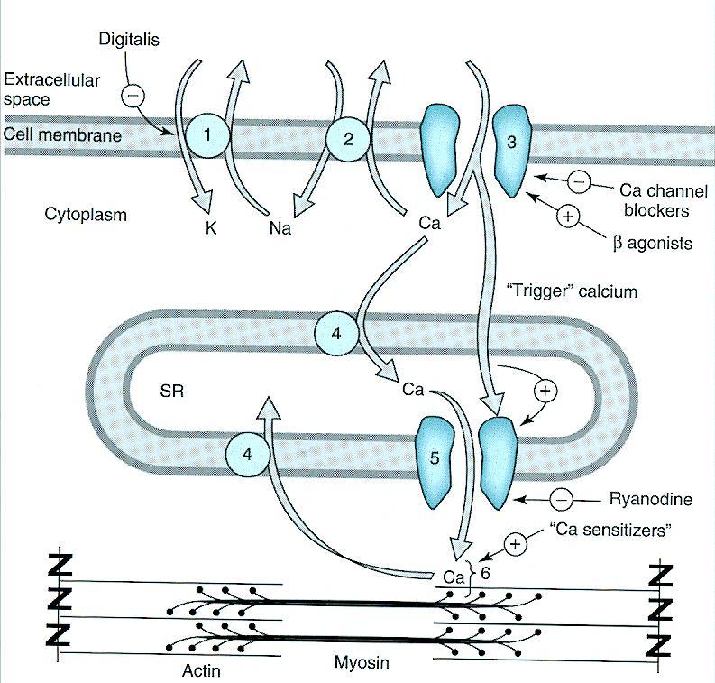 Digitálicos : digoxina Digoxina Membrana Citopl. K + Ret. Sarc.