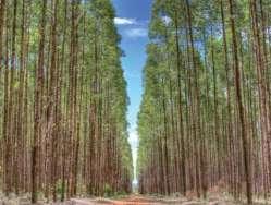 da Produção de Biomassa Florestal