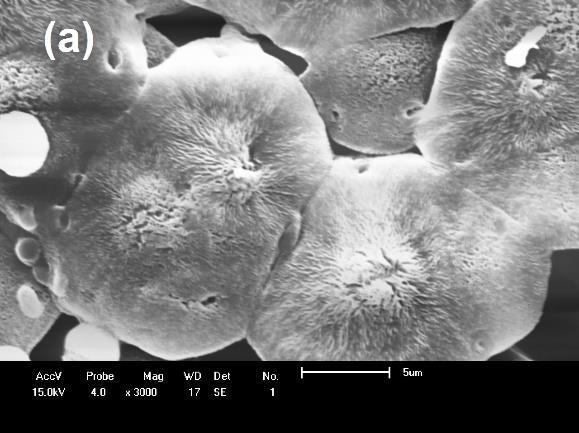 Figura 4 Fotografias obtidas por MEV das membranas com banho de precipitação com 30% de ácido fórmico: (a) PA6; (b) PA6 + 3%MMT e (c) PA6 + 5%MMT.