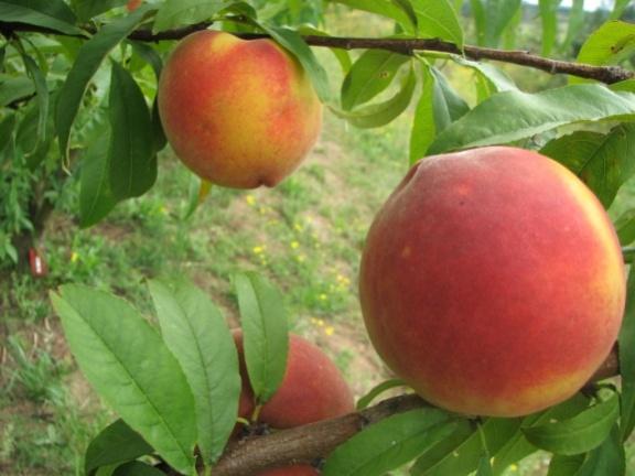 18 As cultivares destinadas para a indústria se caracterizam por apresentarem frutas de polpa não fundente (consistência típica das frutas para conserva), rica em sólidos solúveis e boa aparência,