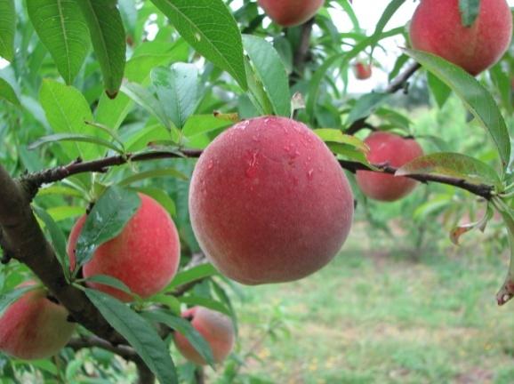 19 BRS Kampai : lançada em 2009, é originária da hibridação controlada, entre as cultivares Chimarrita e Flordaprince (Raseira et al.