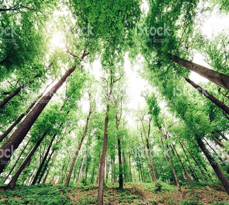 Estado de Saúde da Floresta OBJETIVOS: Conduzir um checkup de saúde numa pequena área de Floresta.