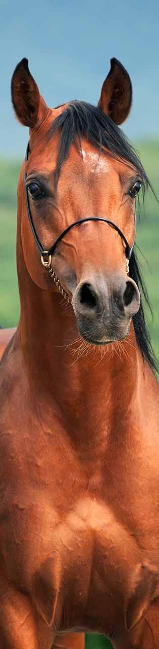 do cavalo nas exposições e provas, comprometendo assim, o calendário esportivo para qual o animal se preparou.