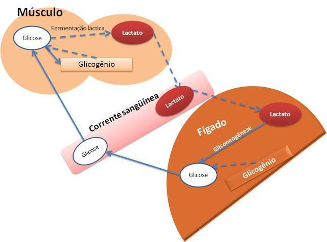 METABOLISMO DO GLICOGÉNIO A síntese