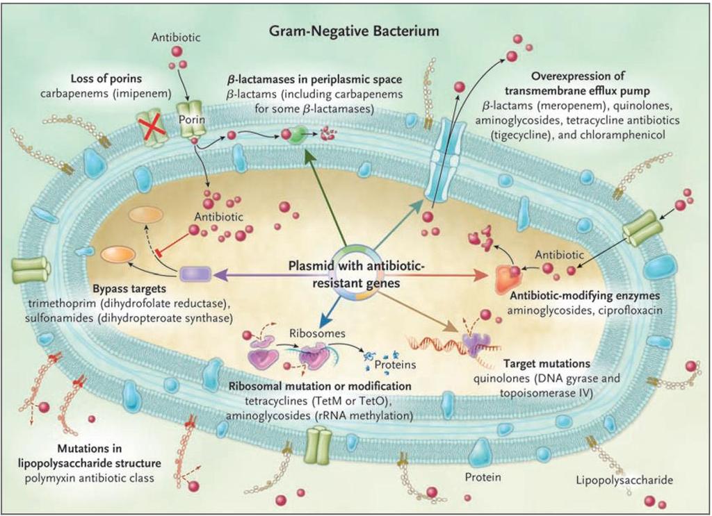 Bactéria Gram Negativa e mecanismos de