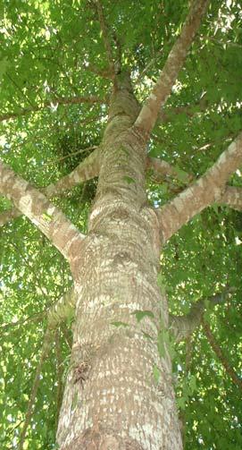 ISSN 1517-5278 Propagação Vegetativa de Liquidambar por Enxertia 137 Introdução O liquidambar (Liquidambar styraciflua L) é uma espécie arbórea folhosa da família Hamamelidaceae, estendendo-se desde