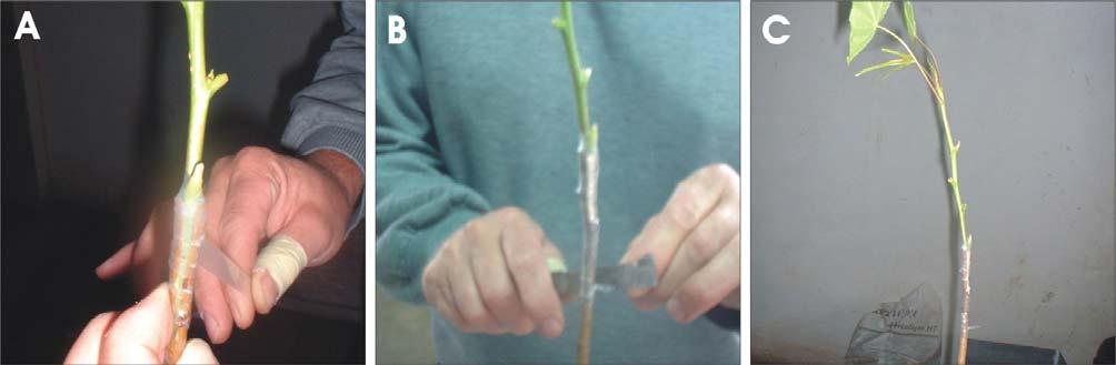 6 Propagação Vegetativa de Liquidambar por Enxertia Figura 7 A e B:
