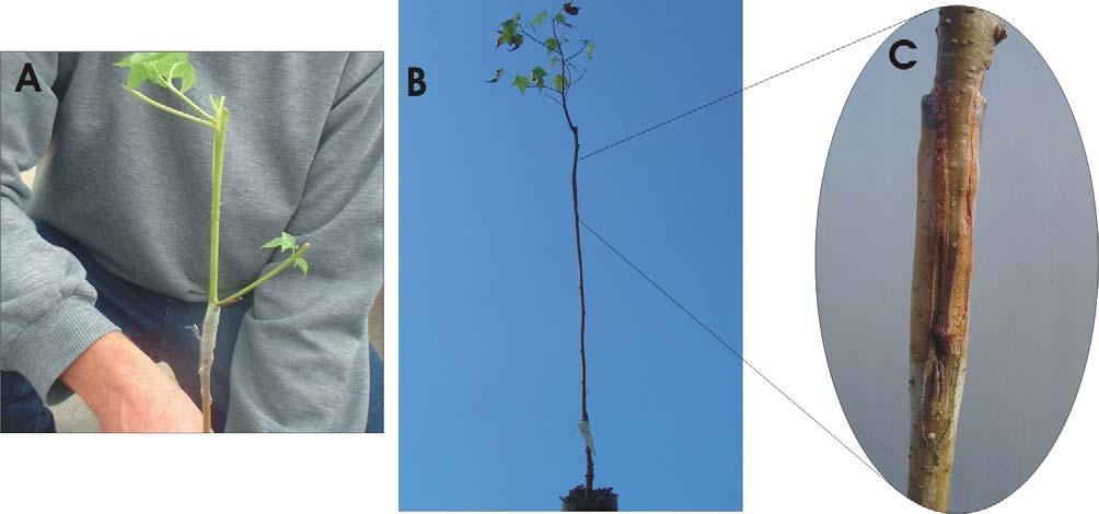 Propagação Vegetativa de Liquidambar por Enxertia 7 Figura 10 - A: Enxerto de liquidambar brotado; B: Enxerto pego e C; Detalhe do processo de soldadura da união do enxerto com o porta-enxerto.