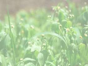 BIOLOGIA E MANEJO DE PLS DANINHAS Métodos de Controle MANEJO DE PLS DANINHAS 1. Métodos de controle 2. Estratégias de prevenção 3. Estratégias de erradicação 4. Manejo integrado de plantas daninhas 5.