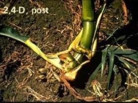 SINTOMAS- MIMETIZADORES DE AUXINA Formação de raízes adventícias Principais Herbicidas reguladores de crescimento ou mimetizadores de auxina Grupo químico Ingrediente ativo Nome comercial Usos