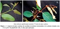 Glyphosate sobre a resistência à ferrugem (Puccinia psidii) do eucalipto Glyphosate sobre a resistência à ferrugem (Puccinia psidii) do eucalipto