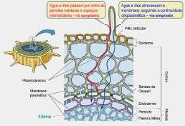 Controle x Erradicação x Manejo: Controle: redução da infestação a nível que não causa danos; Erradicação: completa eliminação. As vezes relação custo/benefício muito alta.