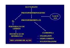 Inibidores de membranas celulares (PROTOX) PRINCIPAIS CARACTERÍSTICAS: luz é necessário para ação atua em radículas, caulículos e folhas não tem translocação morrem rapidamente fortemente adsorvido