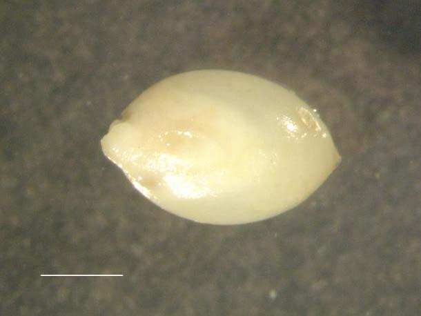 ec MBC em en CF A B ES C Figura 15 Desenvolvimento de calos embriogênicos em B. brizantha cv Marandu, a partir de semente madura. A Semente madura.