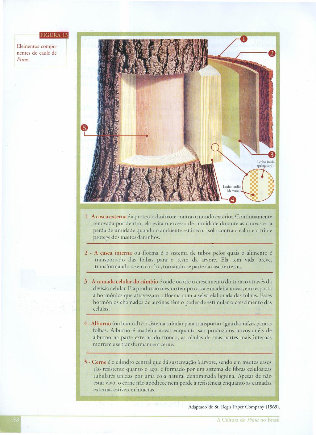 Elementos componentes do caule de I inus. 11 1 A casca externa é a proteção da árvore contra o mundo exterior. Continuamente.