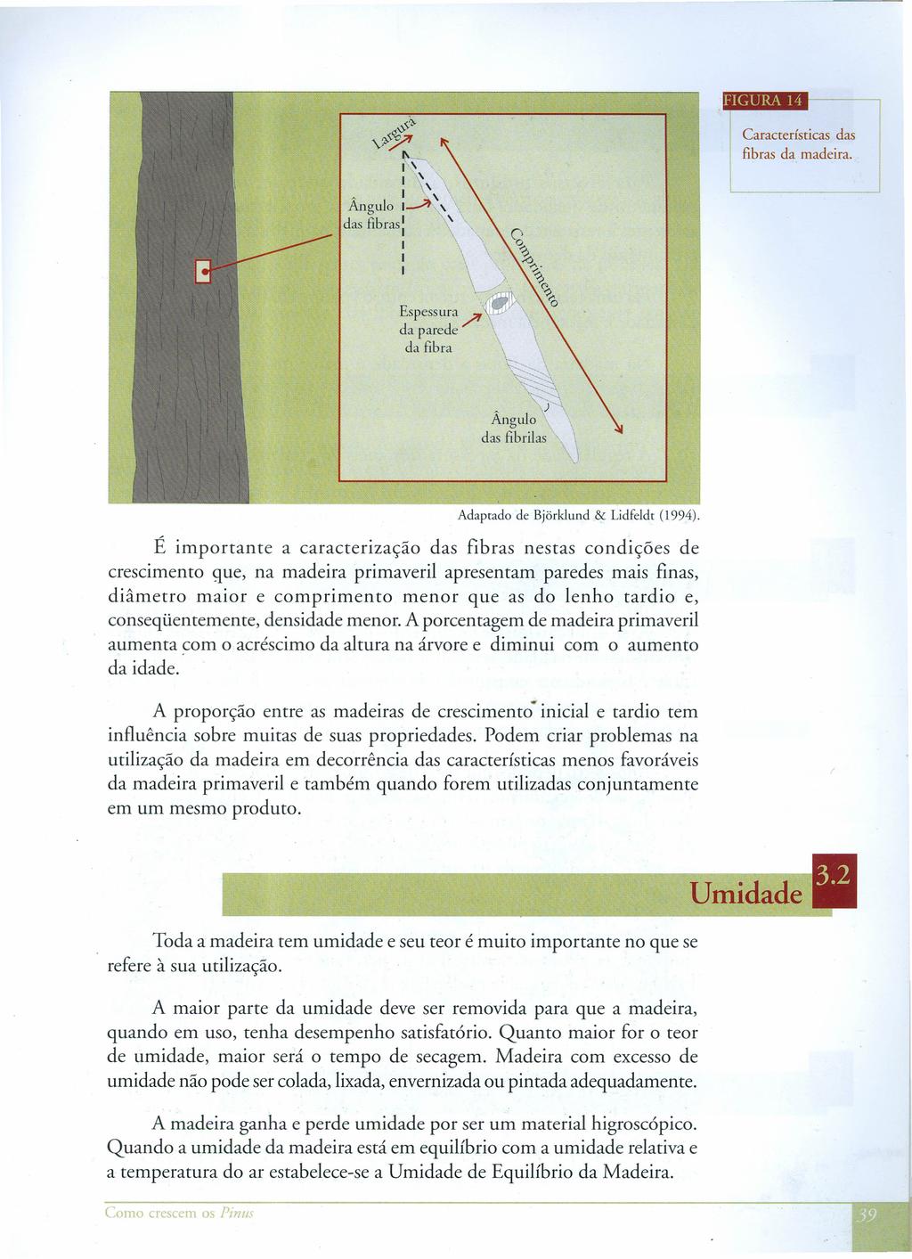 ""<;?> Características das fibras da madeira. y~~ L_ ~~ I ~ " I ~. Ângulo I~~ das fibras: I I I '. ~.</ ~ Espessura ~ da parede da fibra ~v ~ 'Ô ~,~~) ' ~', <; )'" Ângulo das fibrilas ' "j Adaptado de Bjõrklundôz Lidfeldr (I994).