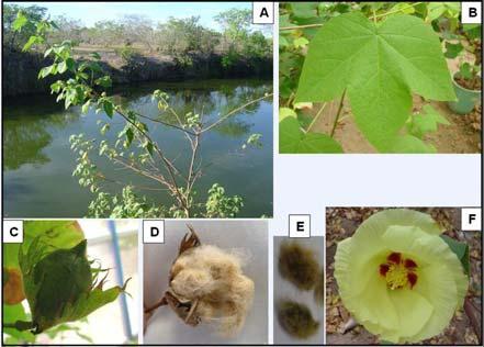 10 Figura 2. Características morfológicas da espécie Gossypium mustelinum. (A) Espécie em seu ambiente natural. (B) Folha. (C) Maçã. (D) Capulho. (E) Semente. (F) Flor. 2.3.