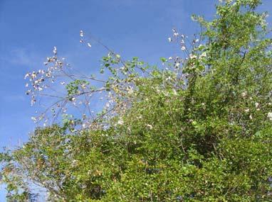 (A) Plantas possuiam caule longo, relativamente fino, e extremamente