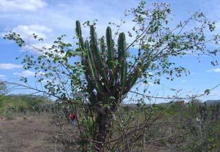 34 espécies do gênero Pilosocereus ssp. (facheiro e xiquexique) e macambira (Bromelia laciniosa Mart ex Schultez). Figura 11. Associação de plantas de G.