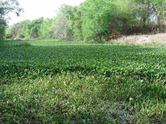 aguapé no rio Piranhas, após o Açude Juraci Magalhães na