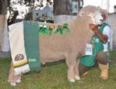 Colbert Pereira Saretta, Cabanha Caldeirão, Caçapava do Sul, RS Reservada Grande Campeã PO, Campeã Borrega Maior e Melhor Conformação de Fêmea JSF do Espinilho 142, Cr. e Exp.