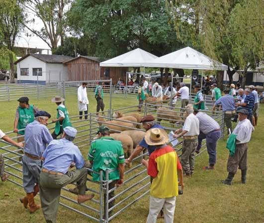 Herval Jurado: Ronaldo Carpes da Costa (Brasil) Gabriel Becco LPR Grande Campeã PO, Campeã Borrega Maior e Melhor Velo de Fêmeas JEP 456, Cr. e Exp.