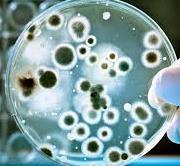 Bactérias Fungos Leveduras Vírus PERIGOS BIOLÓGICOS QUÍMICOS