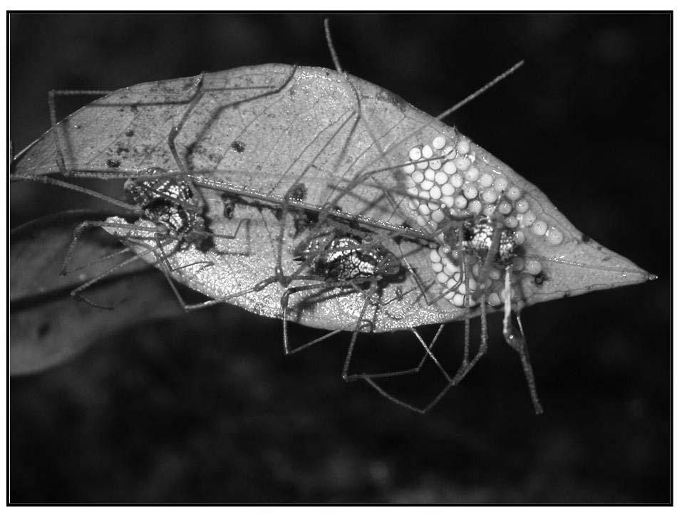 FIGURA 3.7: Macho guardião de Iporangaia pustulosa (indivíduo marcado) cortejando uma fêmea enquanto outra aguarda prostrada na base da folha.