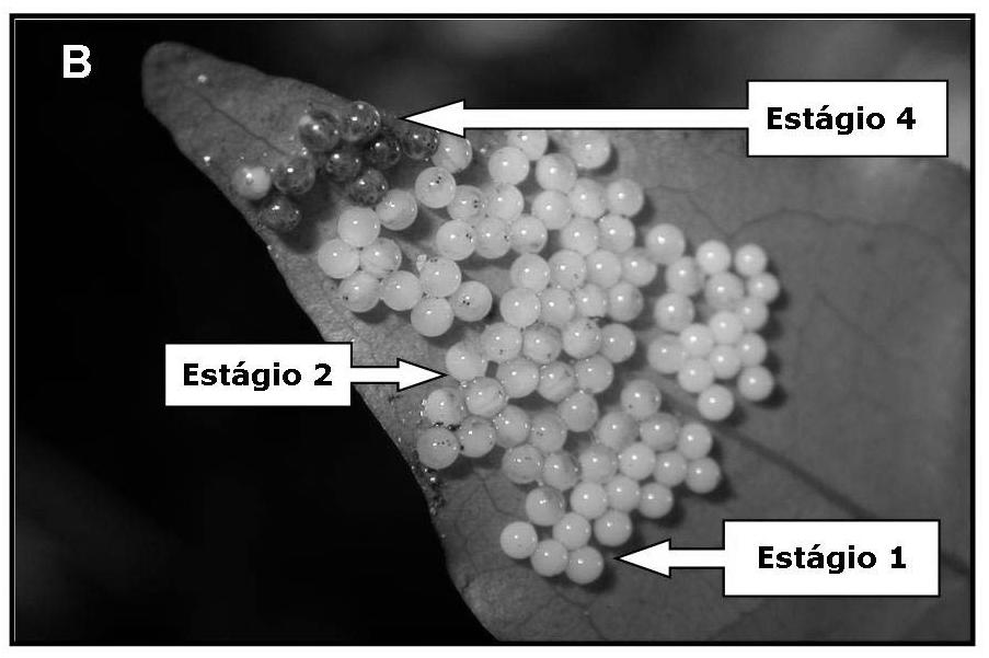 desenvolvimento embrionário e colocados do ápice da folha (ovos escuros) em direção