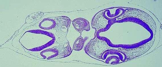 Identifique os folhetos que formam os arcos faríngeos. d. Identificar a face ventral e a face dorsal do embrião.