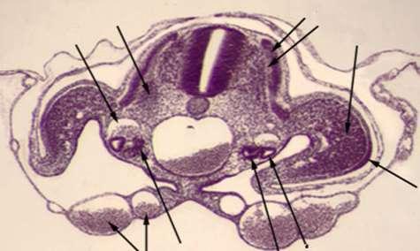 3. Cortes Seriados a. Identificar a face dorsal do embrião.