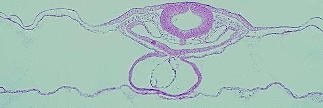 Identificar a região do seio venoso e a formação das veias vitelinas.