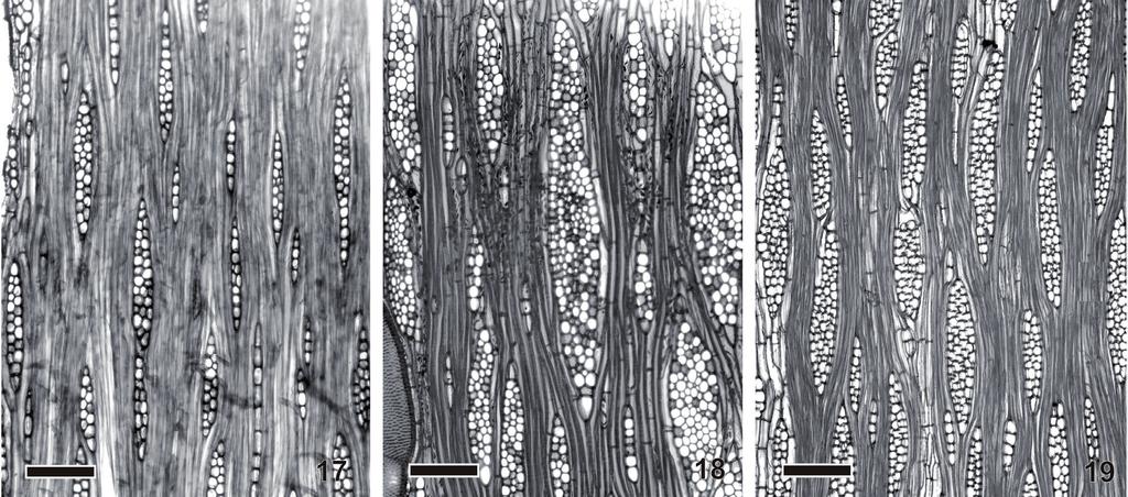 tangencial dos vasos no lenho de indivíduos de neossolo flúvico; 11, 14. Latossolo; 12, 15. Arenito; 13, 16. Neossolo flúvico. Barras: Figs. 11-13 = 400 µm; Figs.