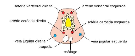 37 seguir: Figura 14 - Localização das artérias carótidas Fonte: Steps WSPA Uma sangria adequada deve ser realizada seccionando os grandes vasos que emergem do coração (artérias carótidas e veias