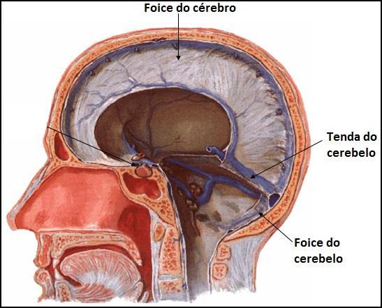 Atlas de Anatomia Humana.