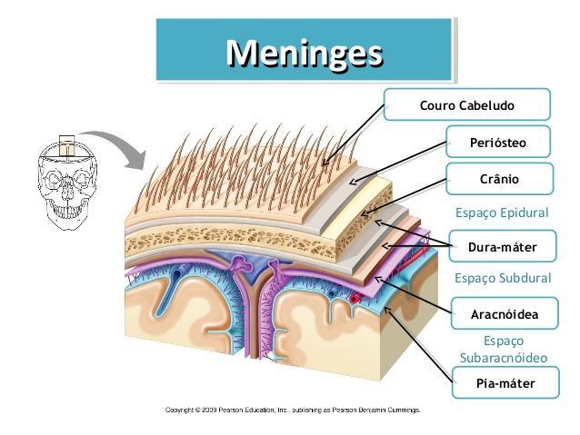 Anatomia Básica