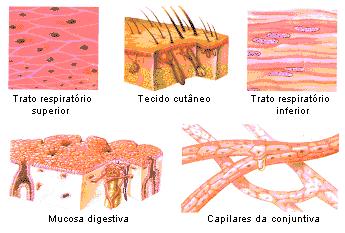 NÍVEIS DE ORGANIZAÇÃO TECIDOS È um conjunto de células especializadas, iguais ou diferentes entre si, separadas