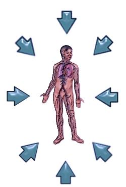NÍVEIS DE ORGANIZAÇÃO ORGANISMO O corpo humano é formado pelos sistemas: cardiovascular, respiratório, digestório, nervoso, sensorial, endócrino, excretor,