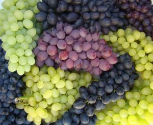 11/11/2016 Viticultores do Vale do São Francisco investem na produção de uva de mesa A uva de mesa é o foco principal da viticultura do vale do Submédio São Francisco.
