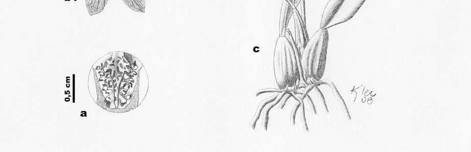 Figura 52. Oncidium praetextum. a. Detalhe do disco. b1.