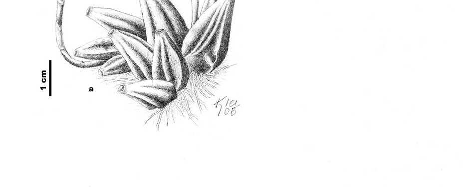 Figura 16. Bulbophyllum cloroglossum. a. Hábito. b.