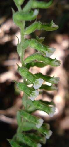 A B Figura 26. Cyclopogon congestus. A. Detalhe da inflorescência. B. Pontos de coleta das espécies de Cyclopogon no PNMFAM-CV: = C.