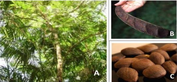 25 Figura 4 - (A) Árvore de pracaxi; (B) Fava; (C) Sementes. Fonte: MATTIAZZI, 2014. O óleo de pracaxi apresenta em sua composição principal ácido óleico, em cerca de 65%.