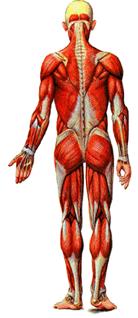 maior Trapézio Músculos abdominais Adutores Quadríceps femoral Bíceps