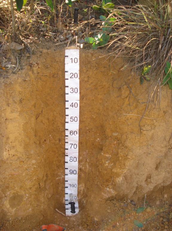 O outro perfil de Cambissolo estudado na área, também na topossequência Córrego da Grota da Vereda (Perfil 5, Figura 14), apresenta uma linha de pedra no horizonte Bi com espessura de 12 cm e, assim