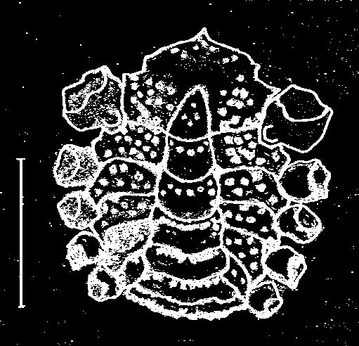 32 Figura 10 Abdome e esterno. A. Persephona mediterranea; B.