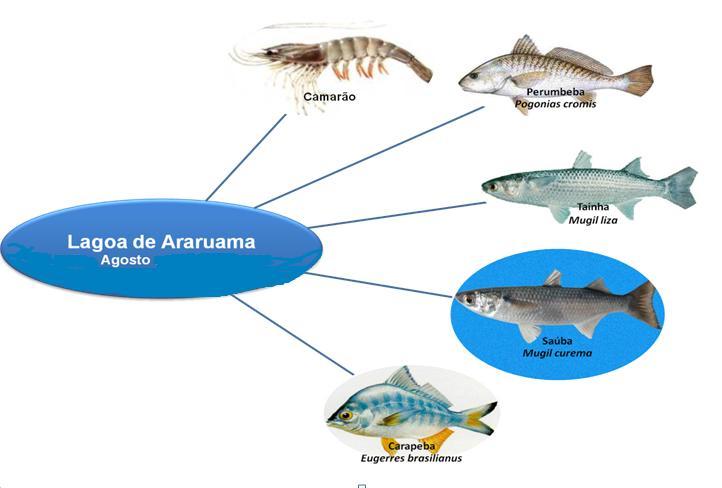. A situação da pesca na Lagoa de Araruama durante o mês de agosto, de acordo com relatos de pescadores apresentados em relatórios de monitoramentos semanais pode ser caracterizada pela captura das