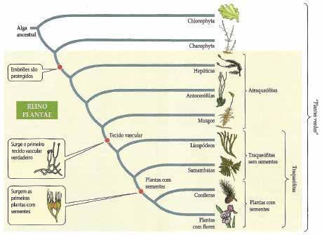 34 capítulo 3 1. A CONQUISTA DO AMBIENTE TERRESTRE As plantas bem como todos os seres vivos têm ancestrais aquáticos.